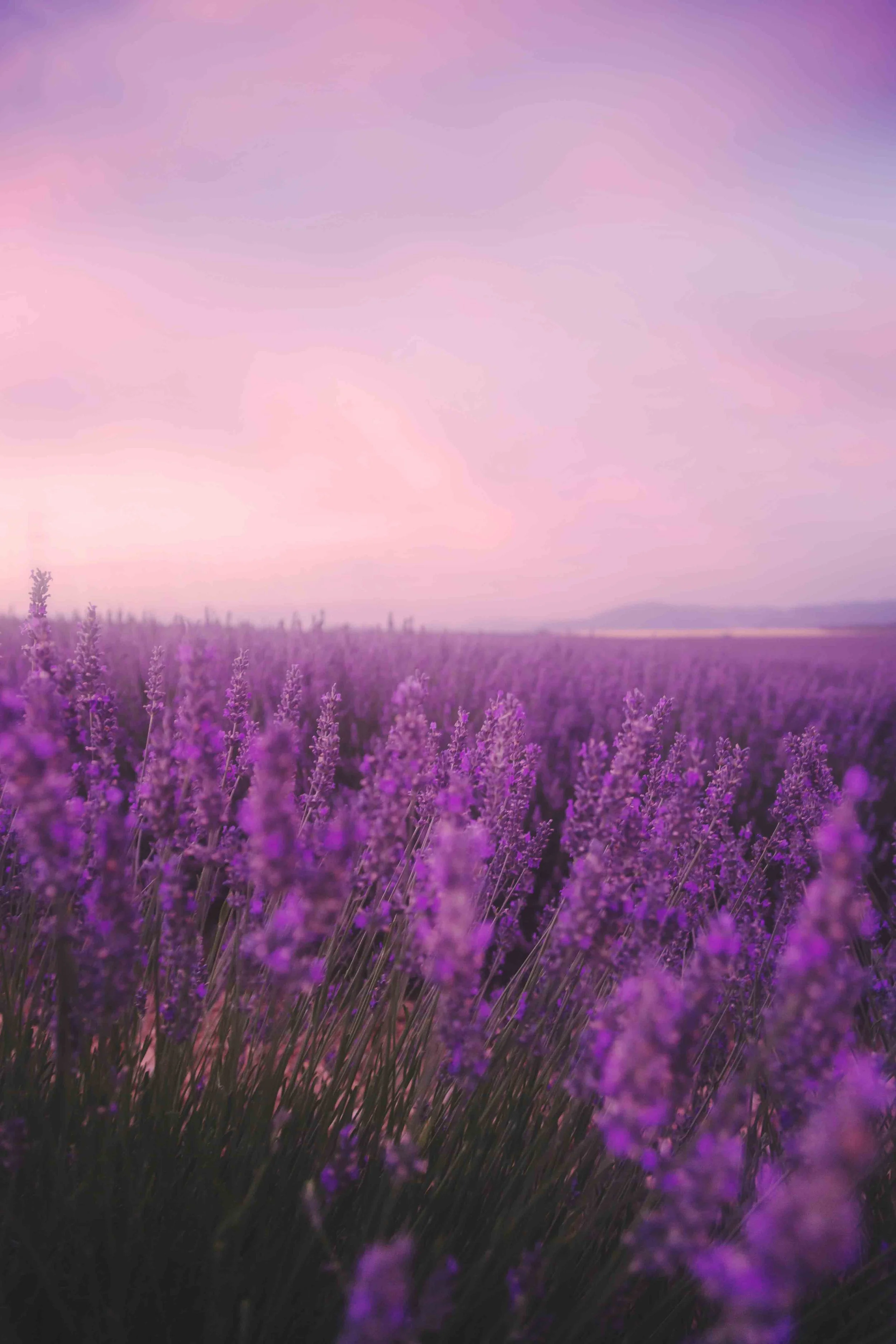Valensole France lavender fields travel photography