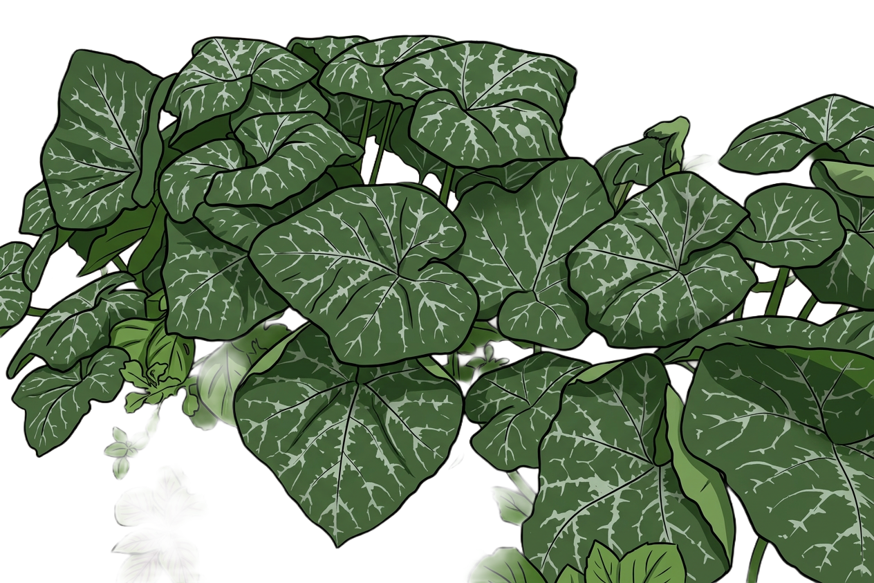 Pumpkin Leaves