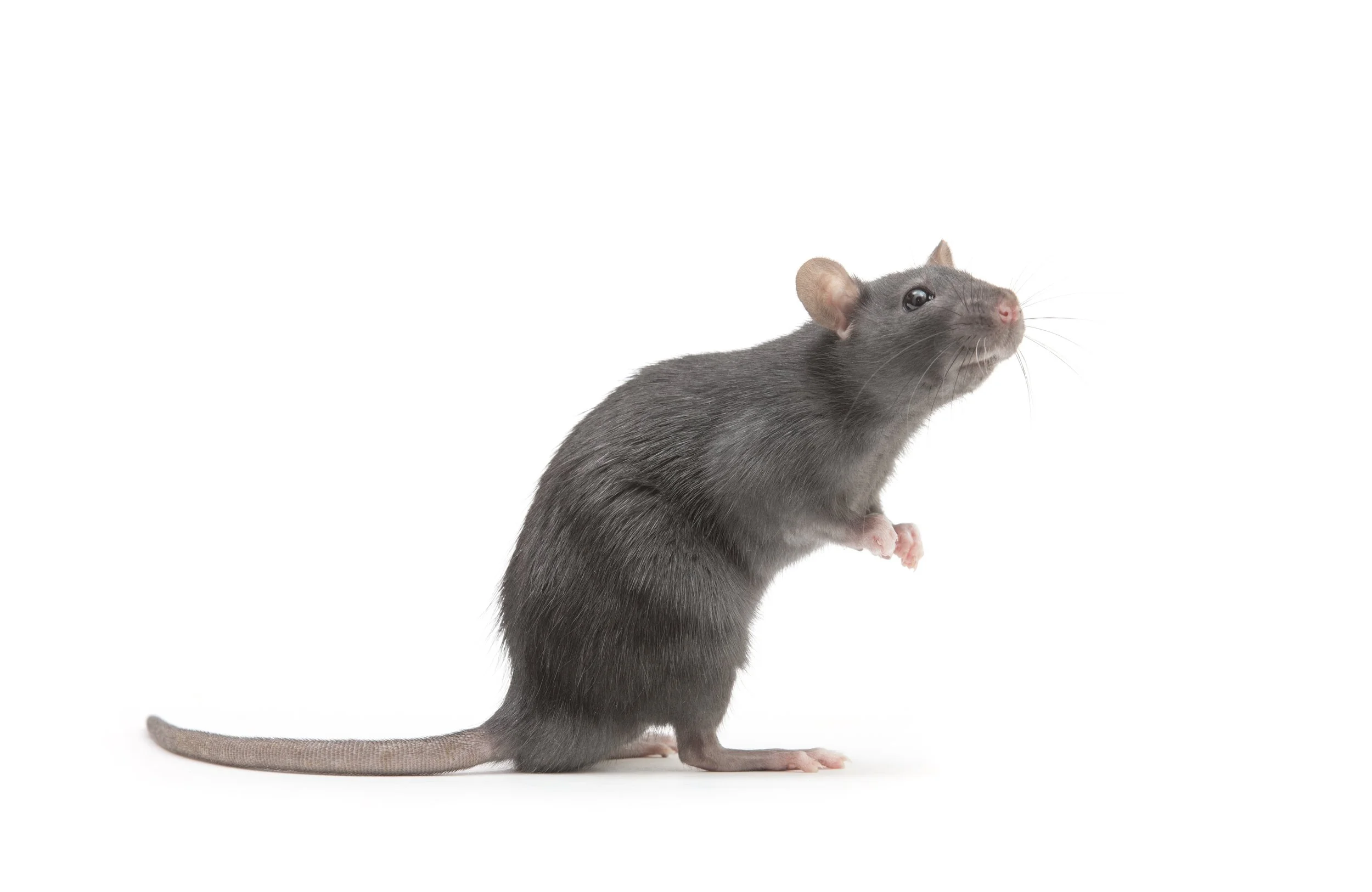 Rat in a property before professional after rodent cleaning