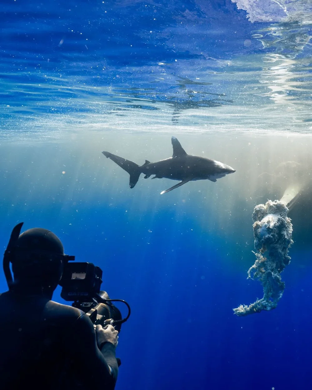 Cory filming an oceanic whitetip shark near the surface