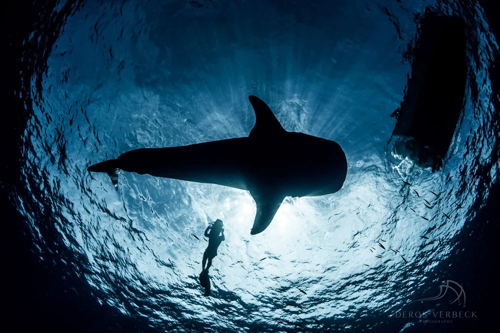 Silhouette of a whale shark above a freediver against the surface light