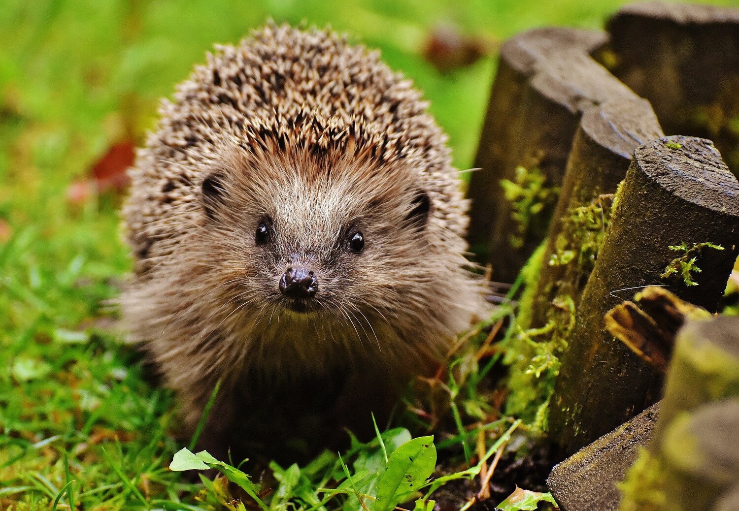 European Hedgehog