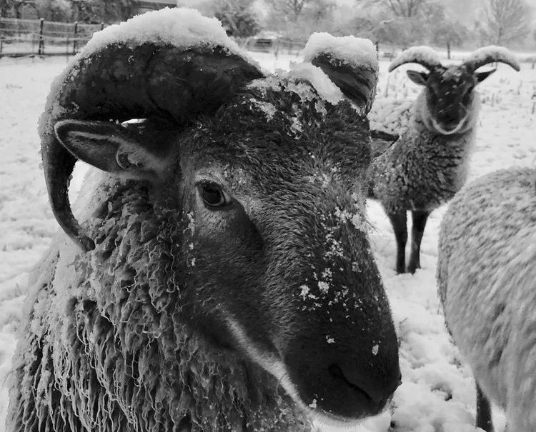 Drie schapen in de sneeuw. Twee ervan kijken recht in de camera, van de derde is alleen de rug te zien. Op hun horens prijkten plukjes sneeuw.