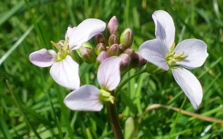 Een detail van een bloeiende pinksterbloem in het gras