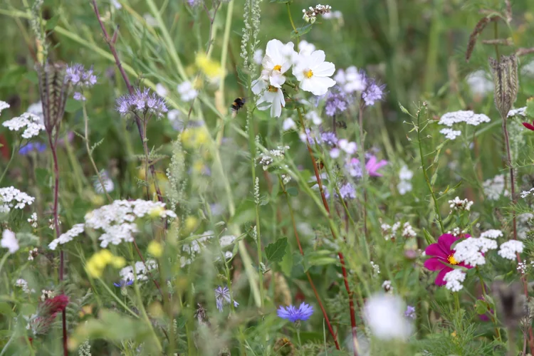Een weide vol bloemen
