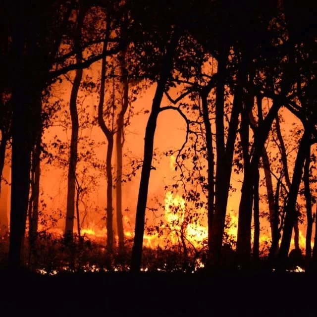 Bushfire Management Services