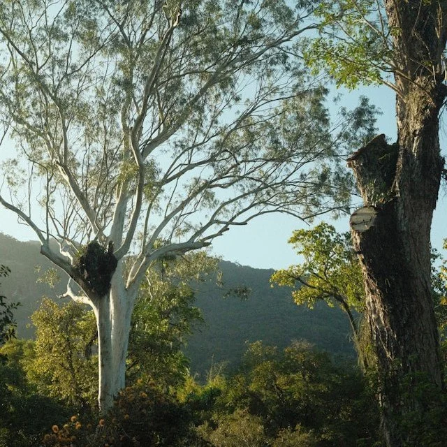 Arboricultural Services