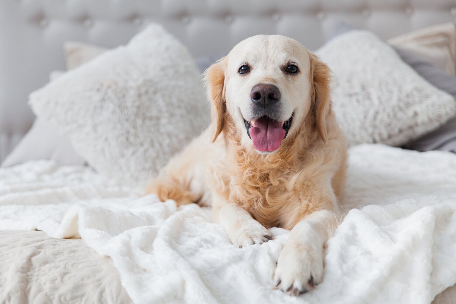 how to find pet friendly airbnb