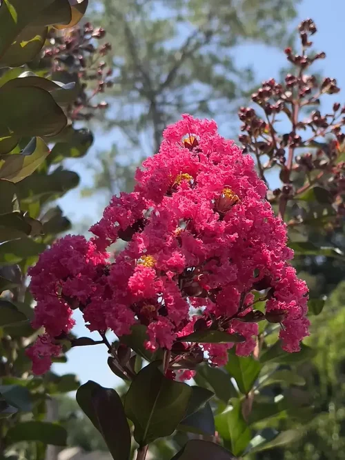 Crape myrtle in bloom