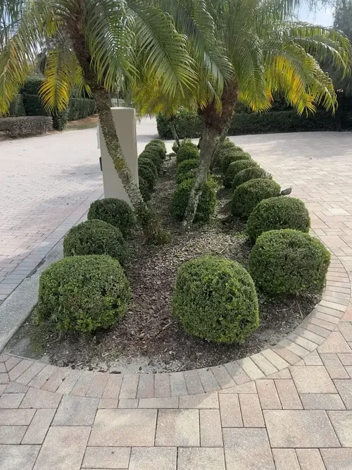 Landscape bed installation: shrub island set in pavers