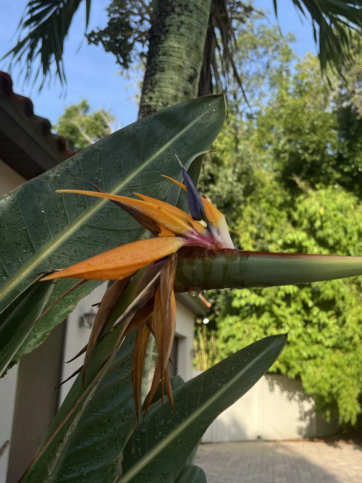 Bird of paradise bloom with palm tree in professionally maintained Oviedo FL landscape