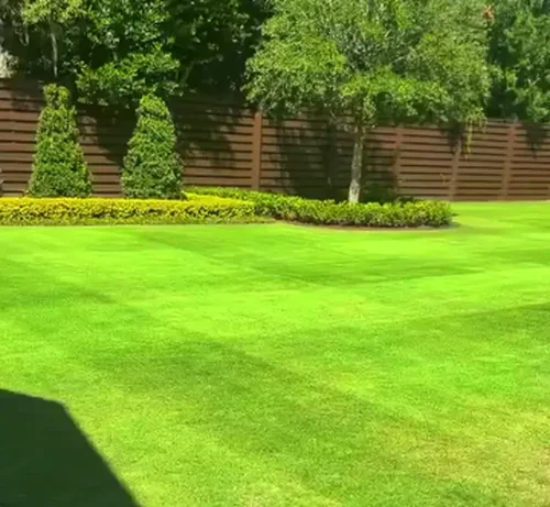 Reel-cut CitraZoy Zoysia lawn with golf-course mowing stripes