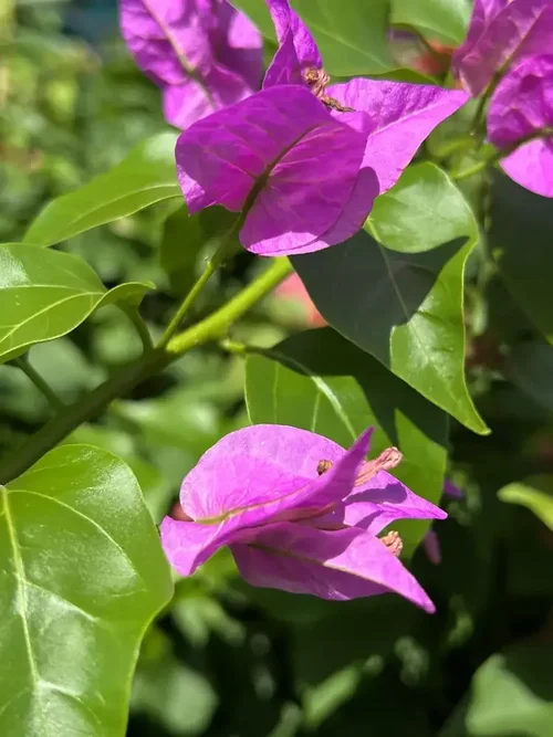 Magenta bougainvillea