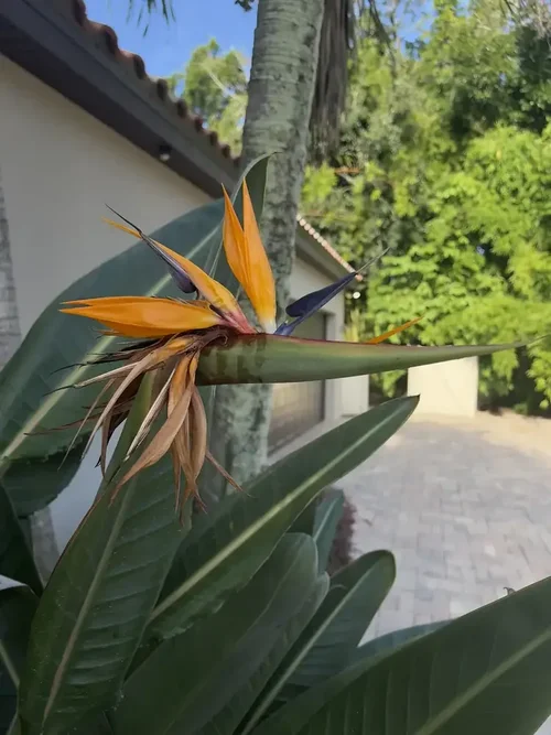 Bird of paradise flower