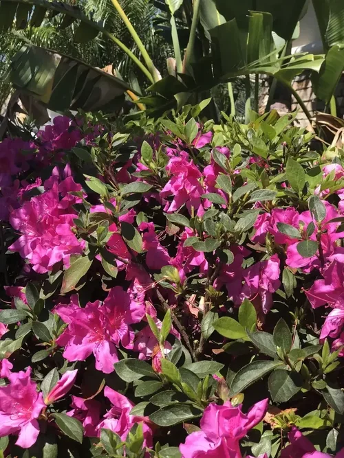 Azaleas in full bloom