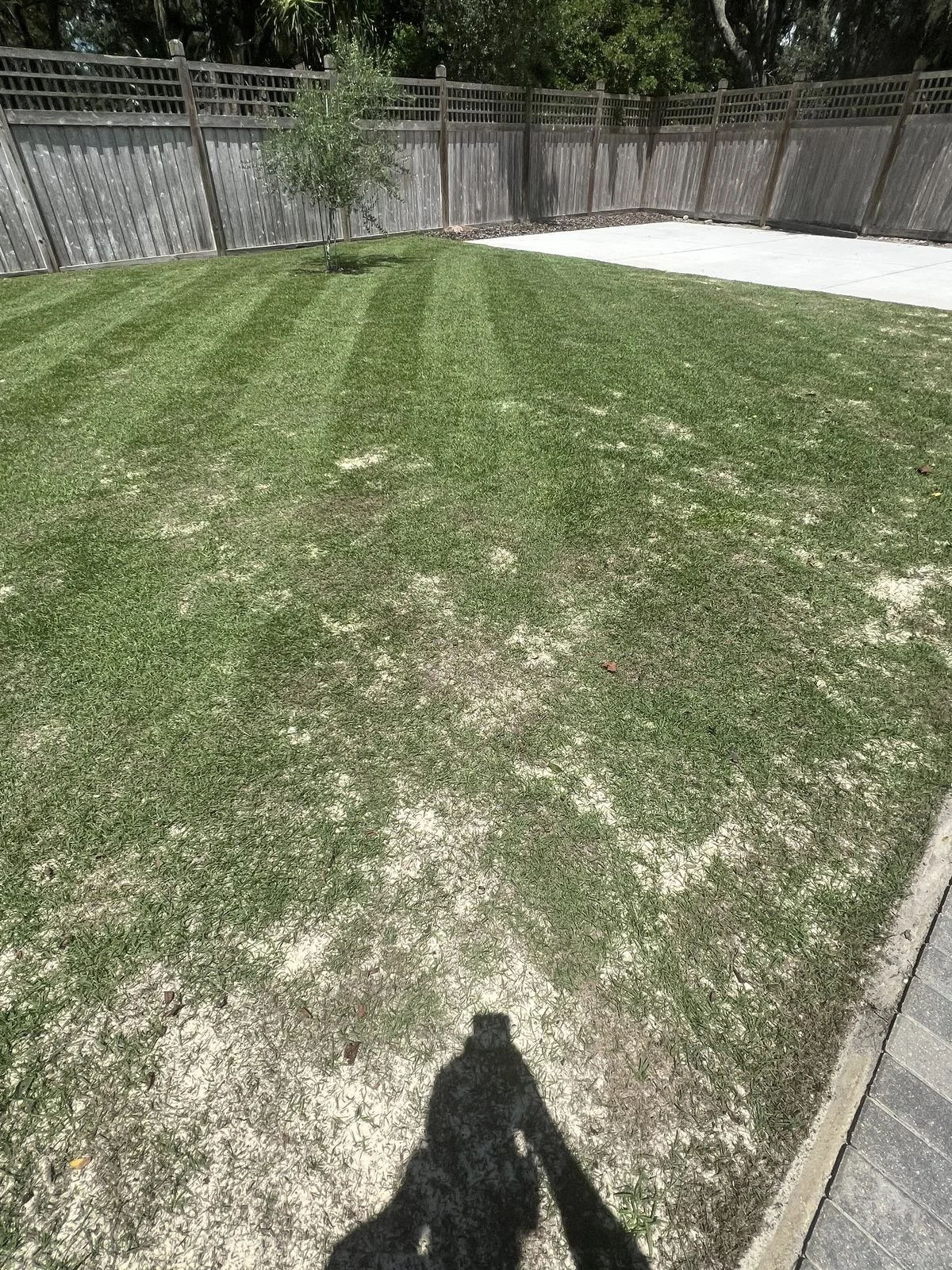 Zoysia fence-line stripes on Winter Park 32789 residential estate