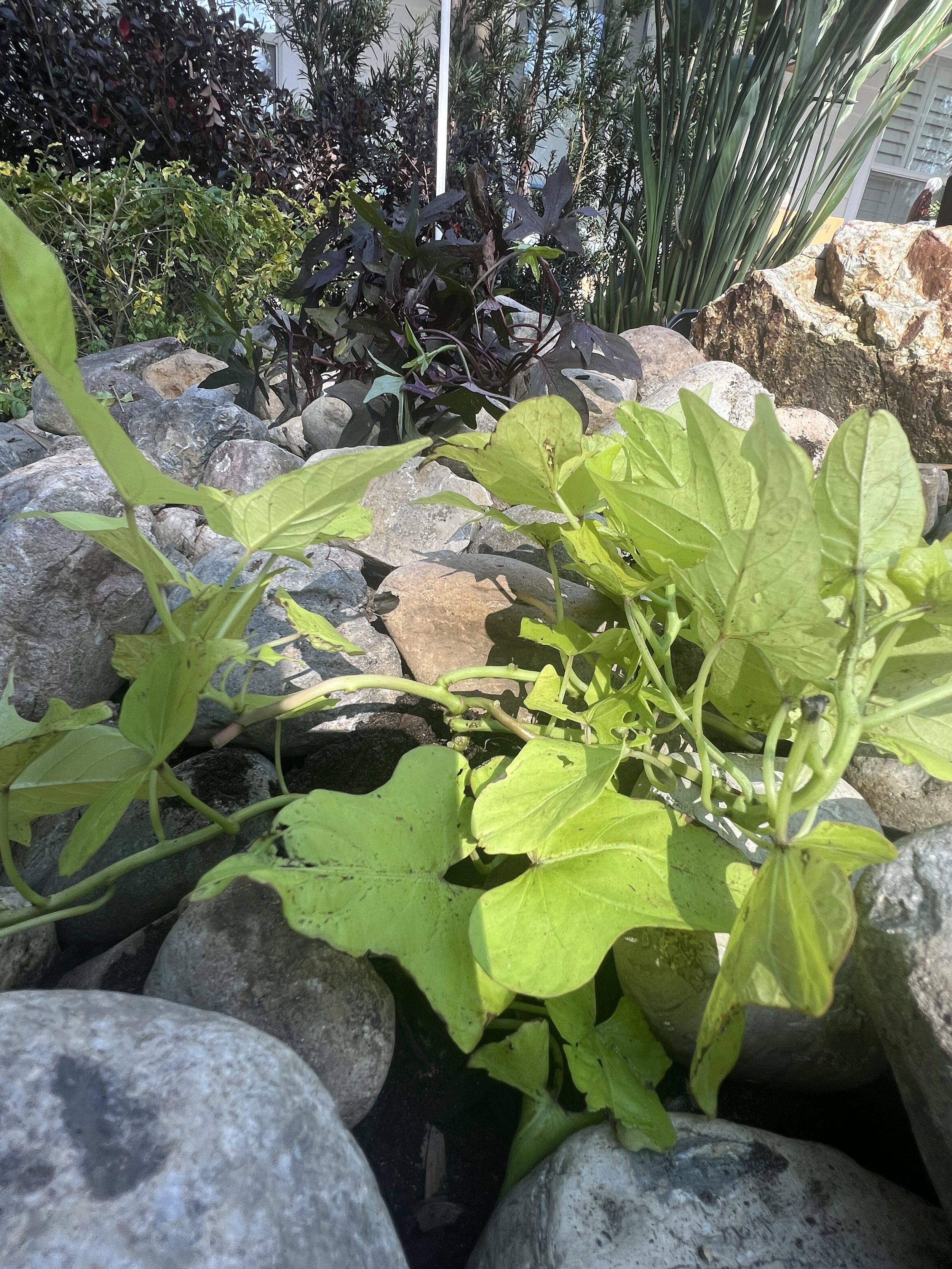 Beautiful iris flower with rain drops