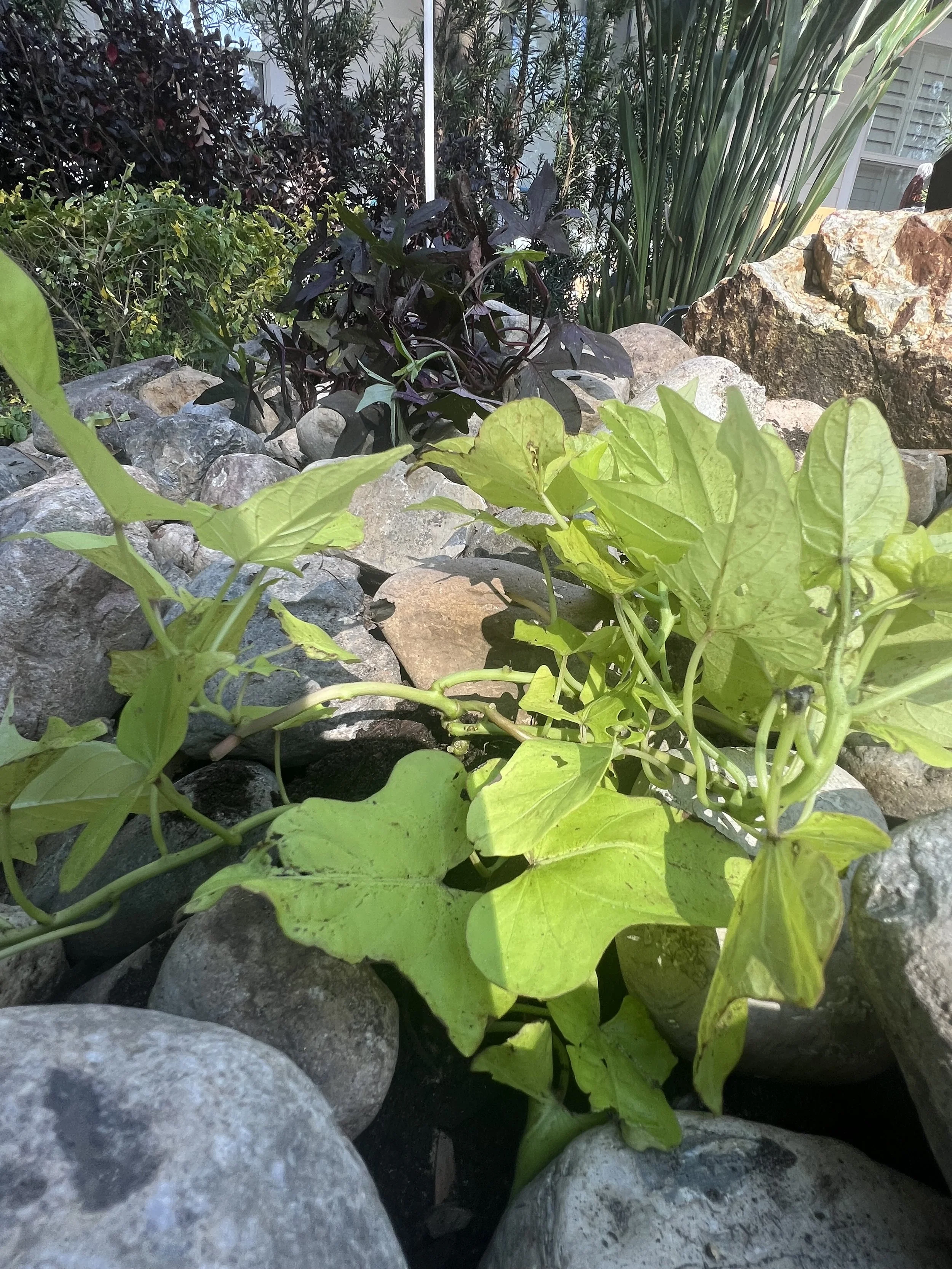 Vibrant powder puff flower in a Florida landscape