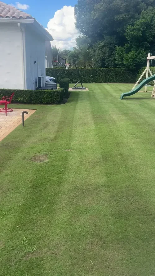 Reel mowing stripes on Zoysia grass