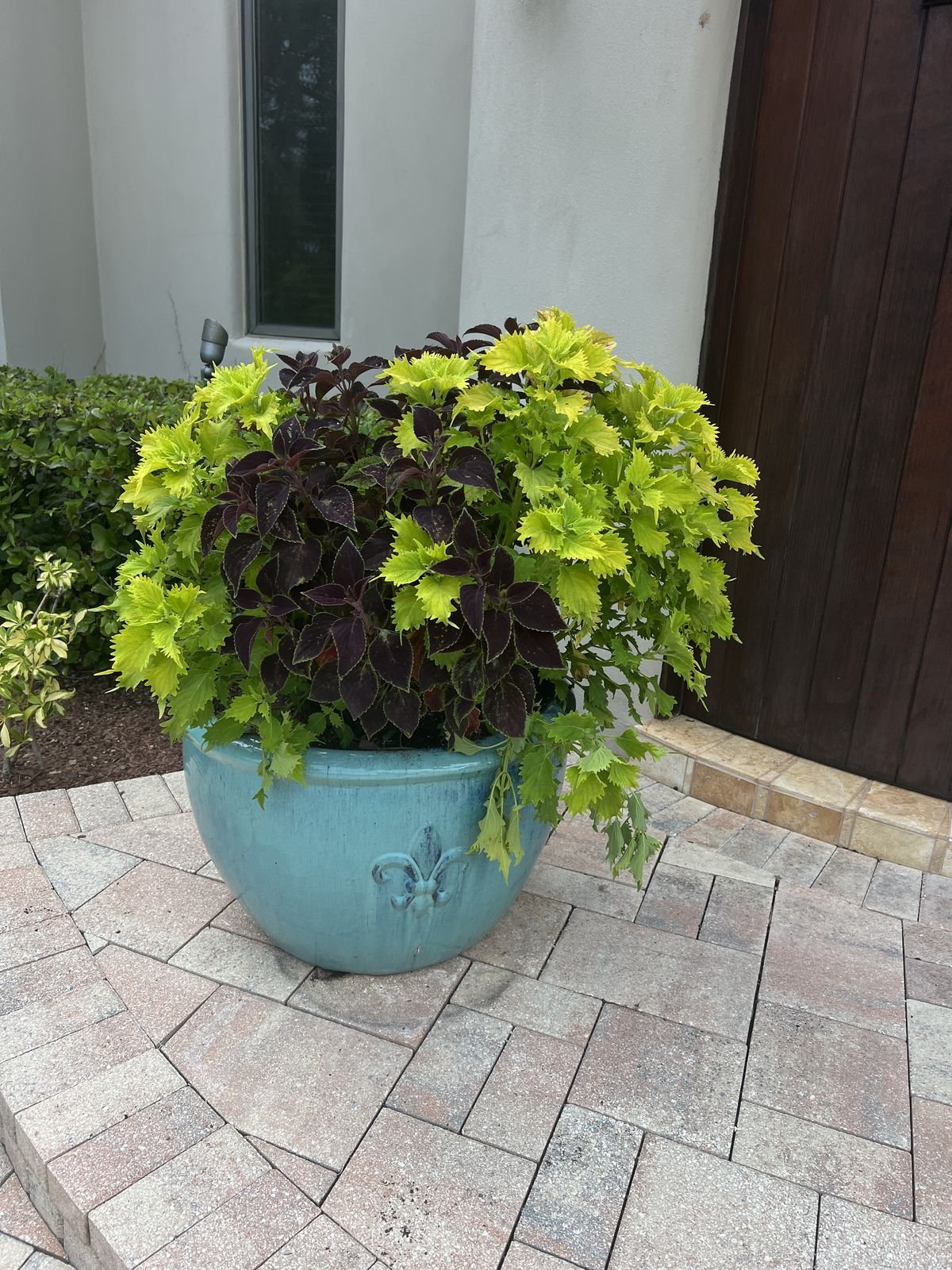 Winter Park container planting detail with seasonal color