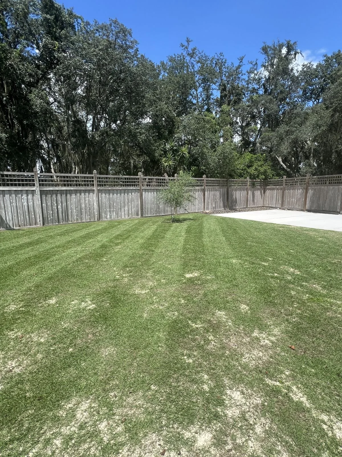 Central Florida Zoysia stripe close-up showing scissor cut quality