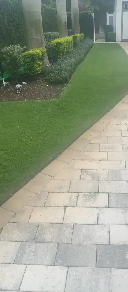 New sod installation (fresh grass laid) along a paver walkway