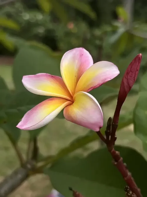 Pink and yellow plumeria bloom