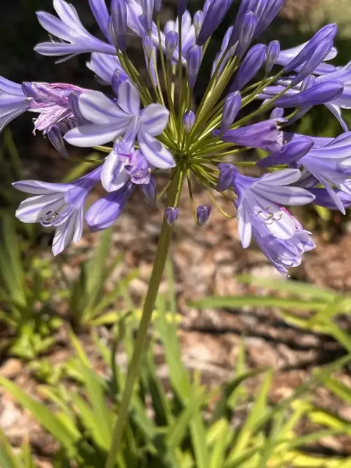 Purple agapanthus