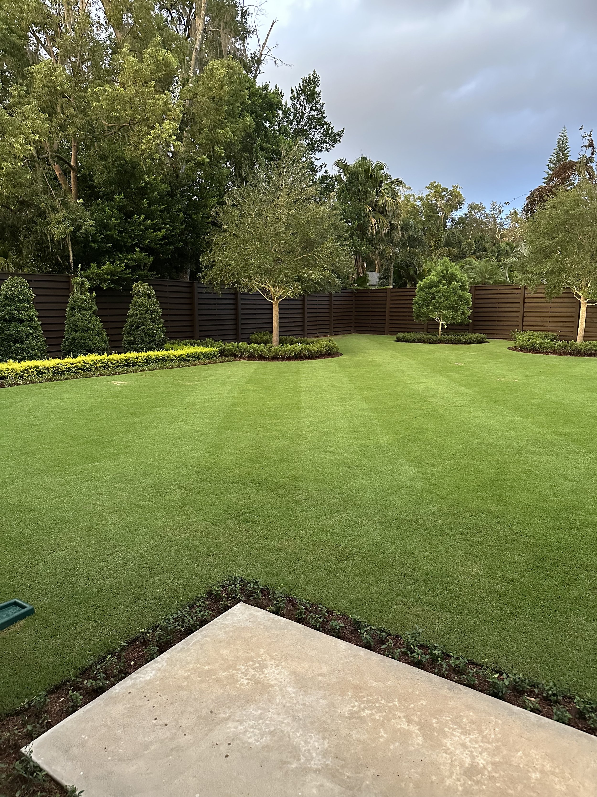 Estate Winter Park lawn care: reel-cut Zoysia with mowing stripes, topiary cones, and dark slat fence by Michael Geist's Yard Works
