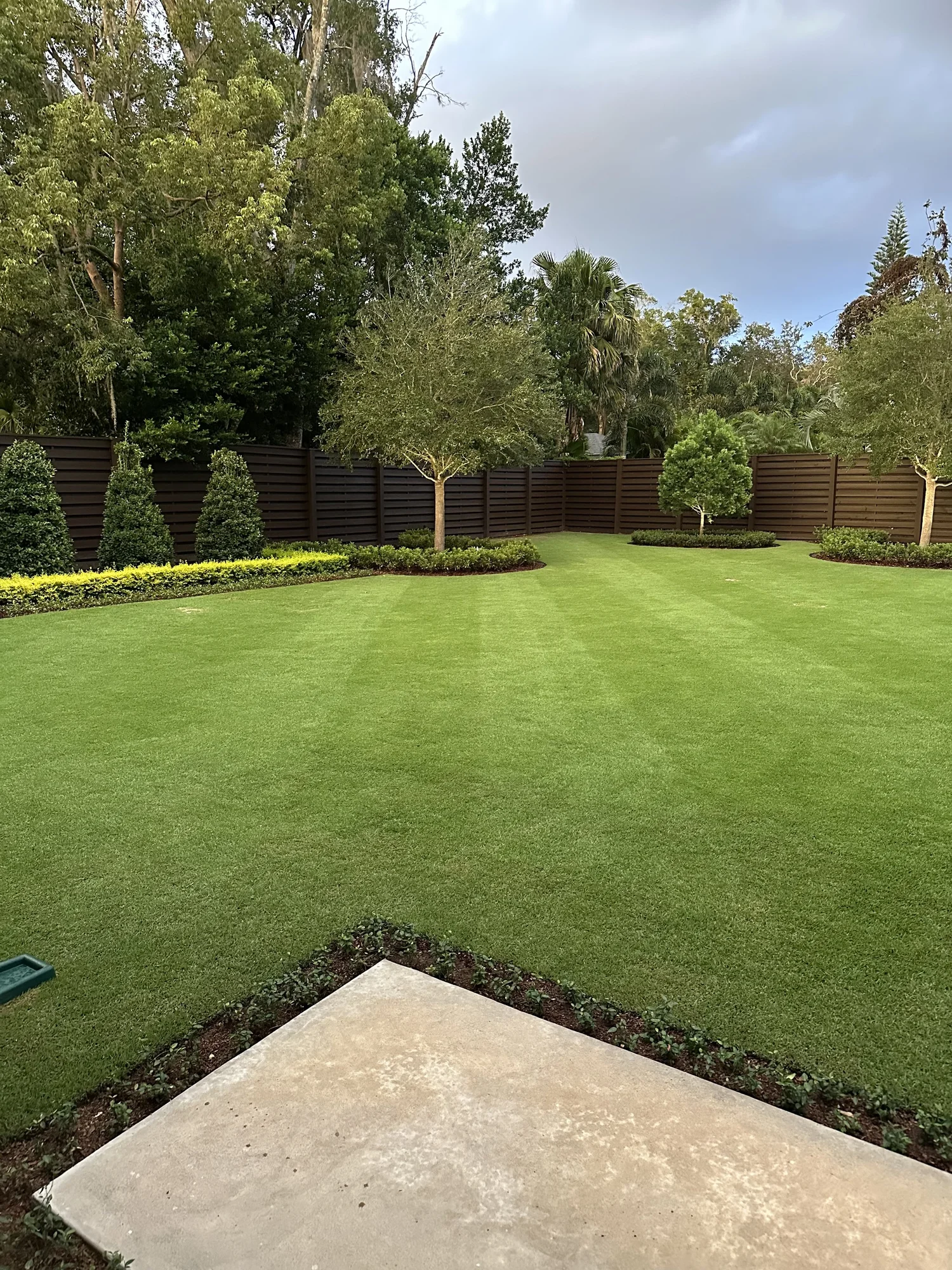 Estate Winter Park lawn care: reel-cut Zoysia with mowing stripes, topiary cones, and dark slat fence by Michael Geist's Yard Works