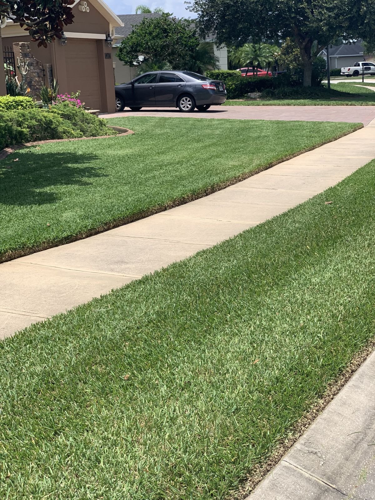 CitraZoy zoysia lawn in Oviedo, Florida mowed into a checkerboard pattern at estate cut height