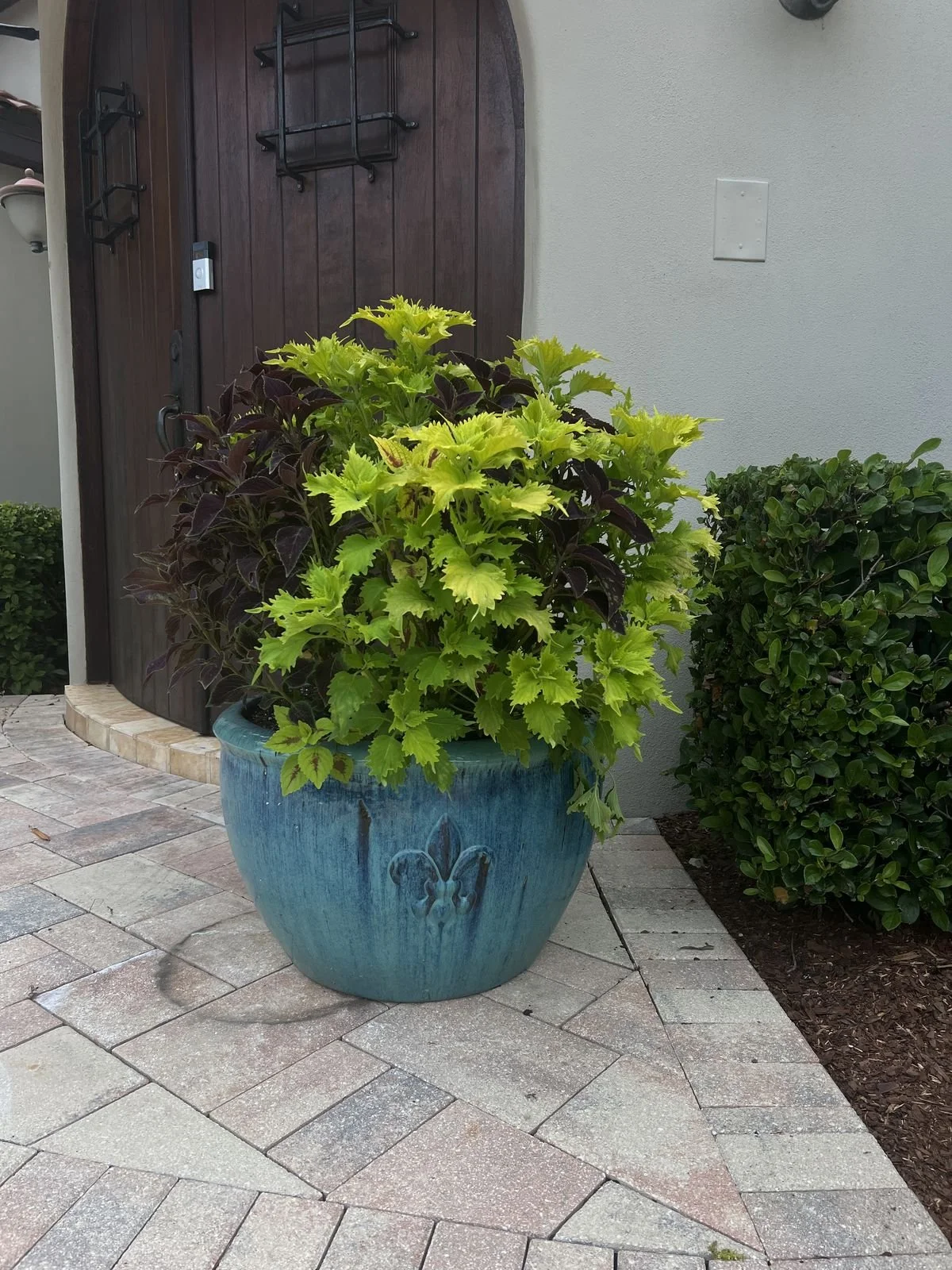 Winter Park turquoise planter with sweet potato vine container planting