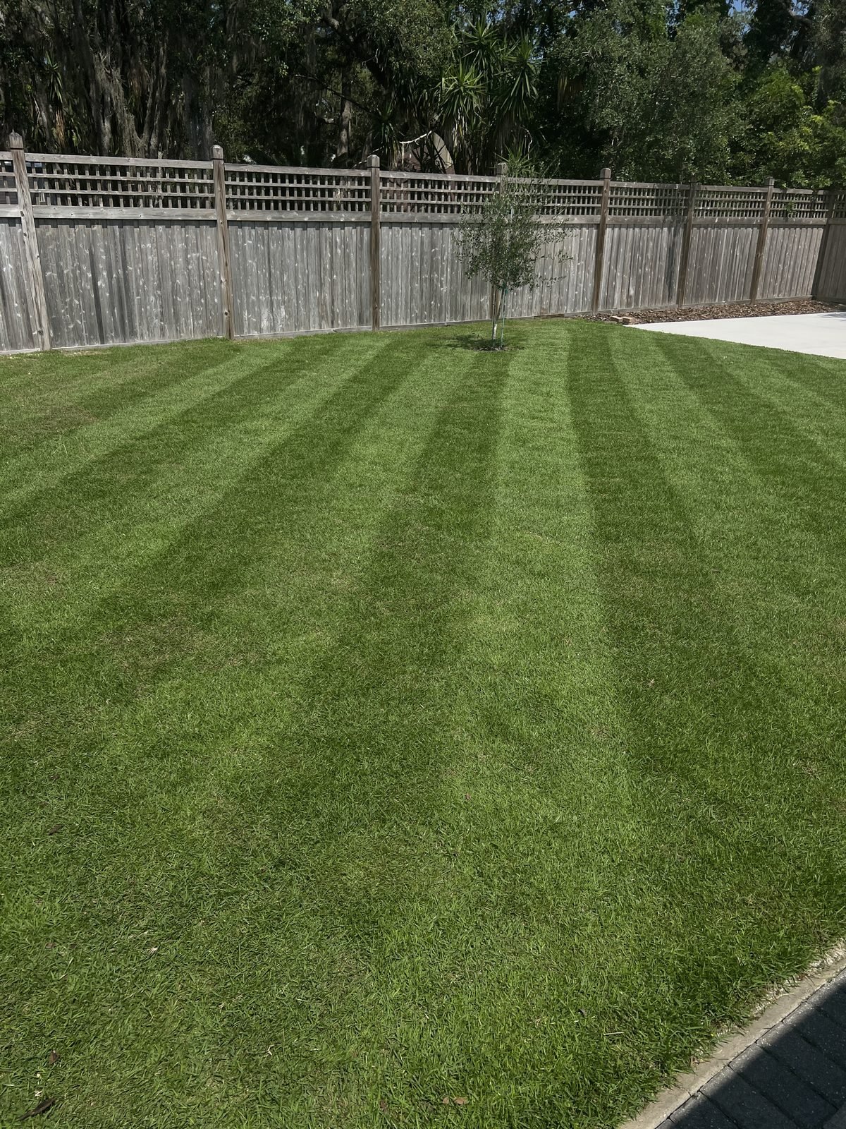 Residential zoysia lawn with precision reel mowing stripes in Oviedo FL