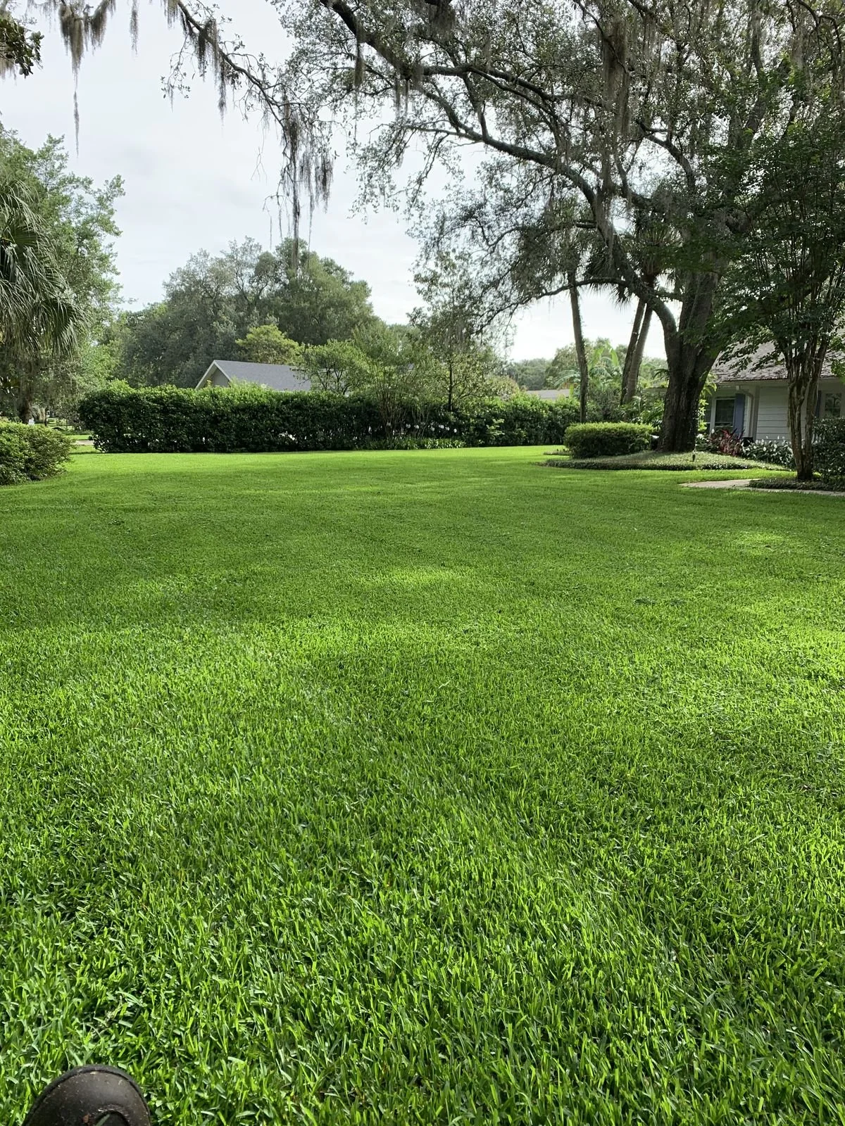 Close-up of broad-bladed St. Augustine turf showing uniform density and color in Oviedo — the dense fine-for-St.-Augustine canopy ProVista delivers at the high-mow window