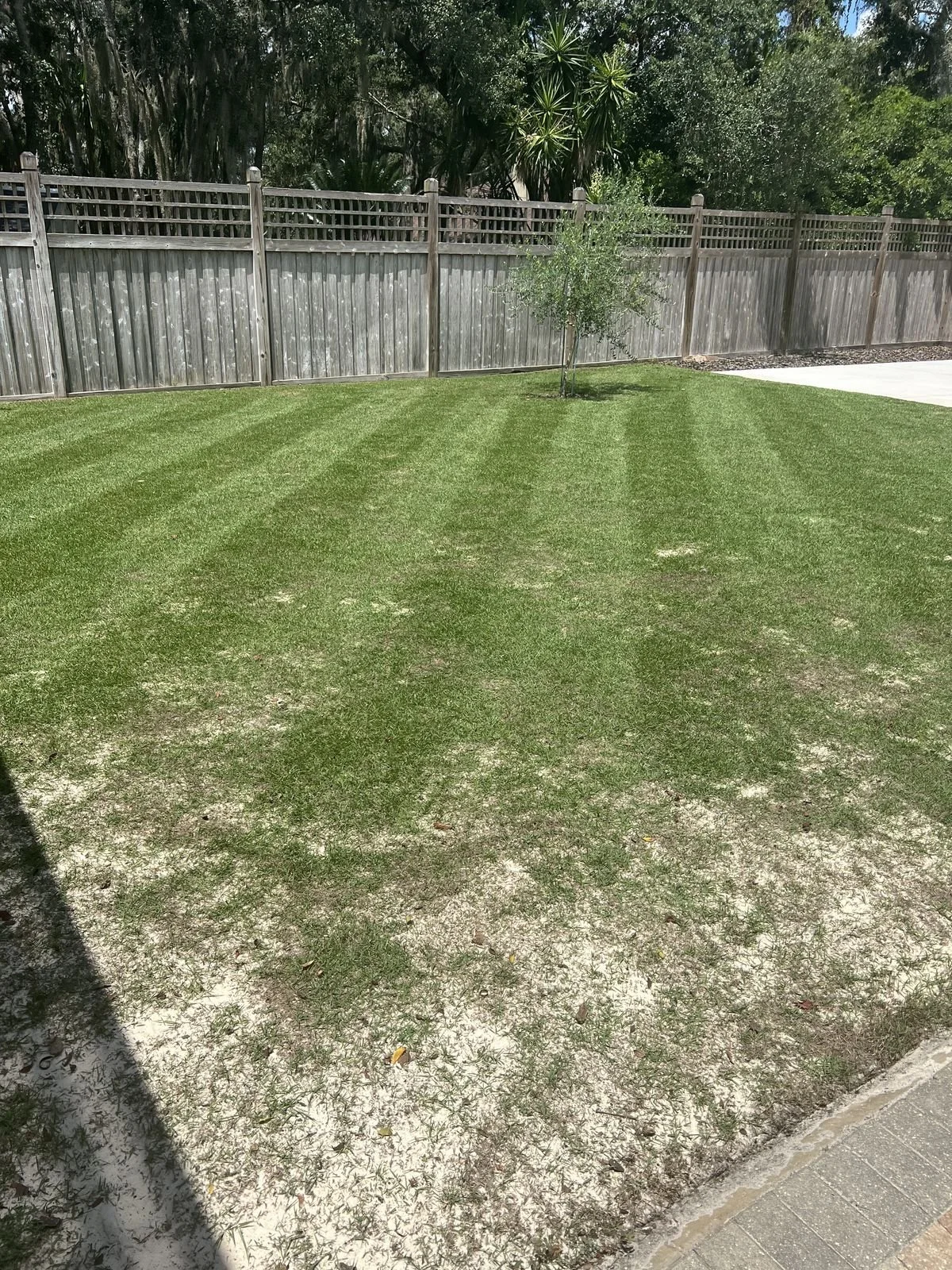 Lake Mary Zoysia stripe detail on golf-course-frontage estate