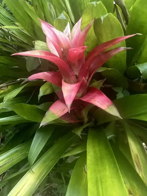Pink bromeliad