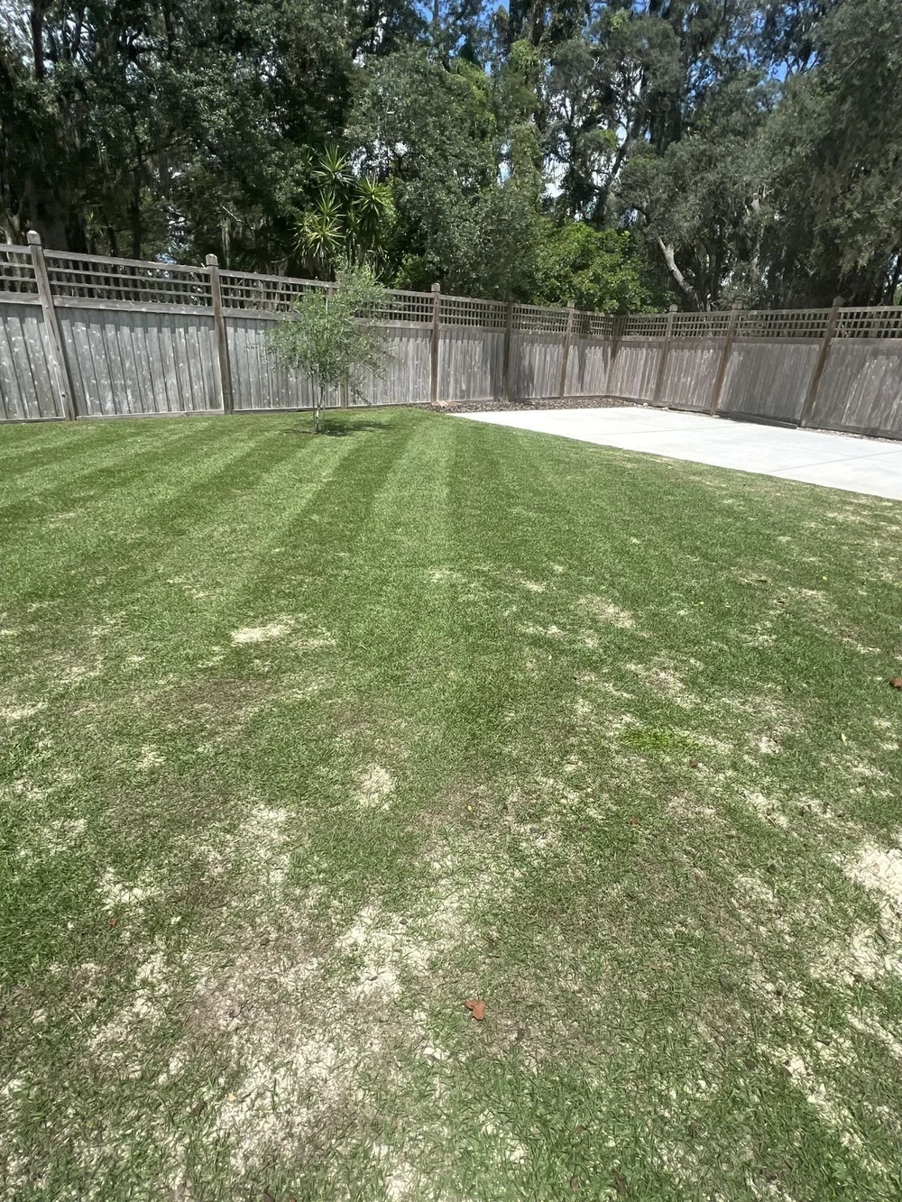 Striped Zoysia backyard lawn in Oviedo with crisp mow pattern