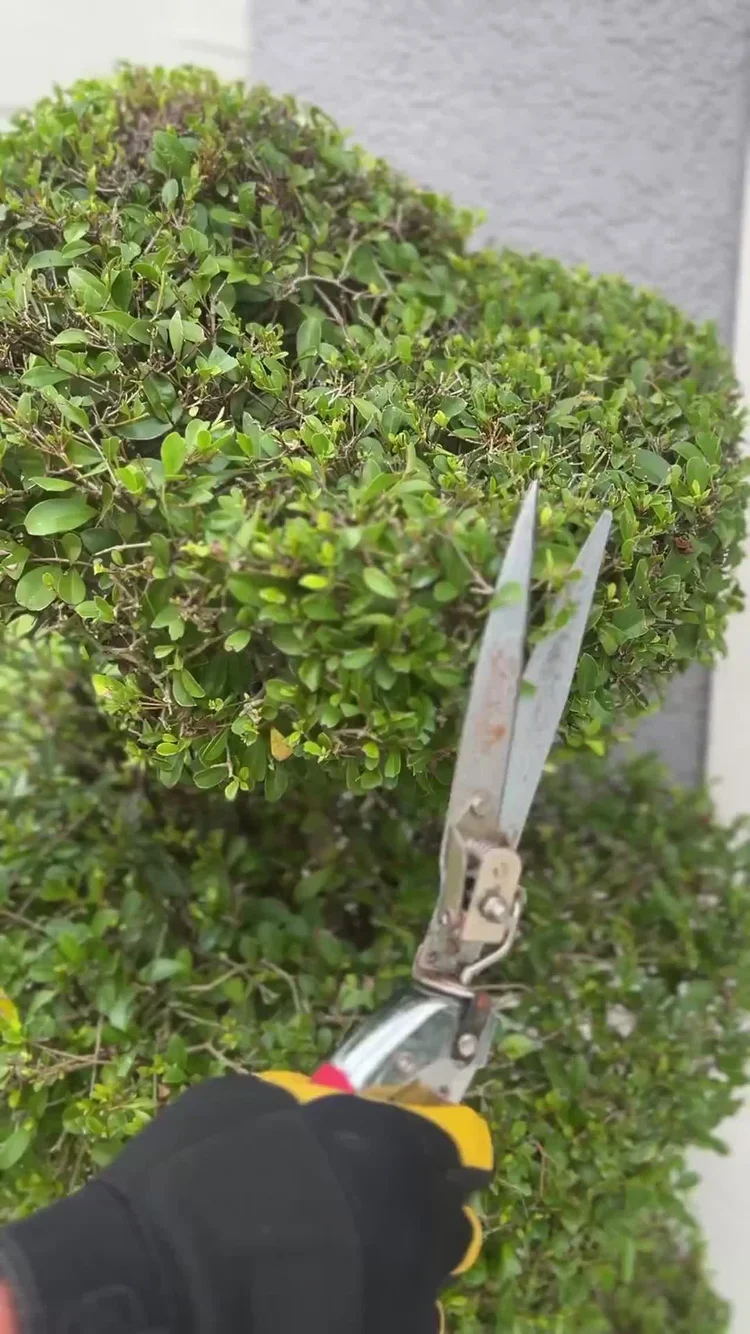 Hand-sheared hedge topiary craftsmanship in Winter Park