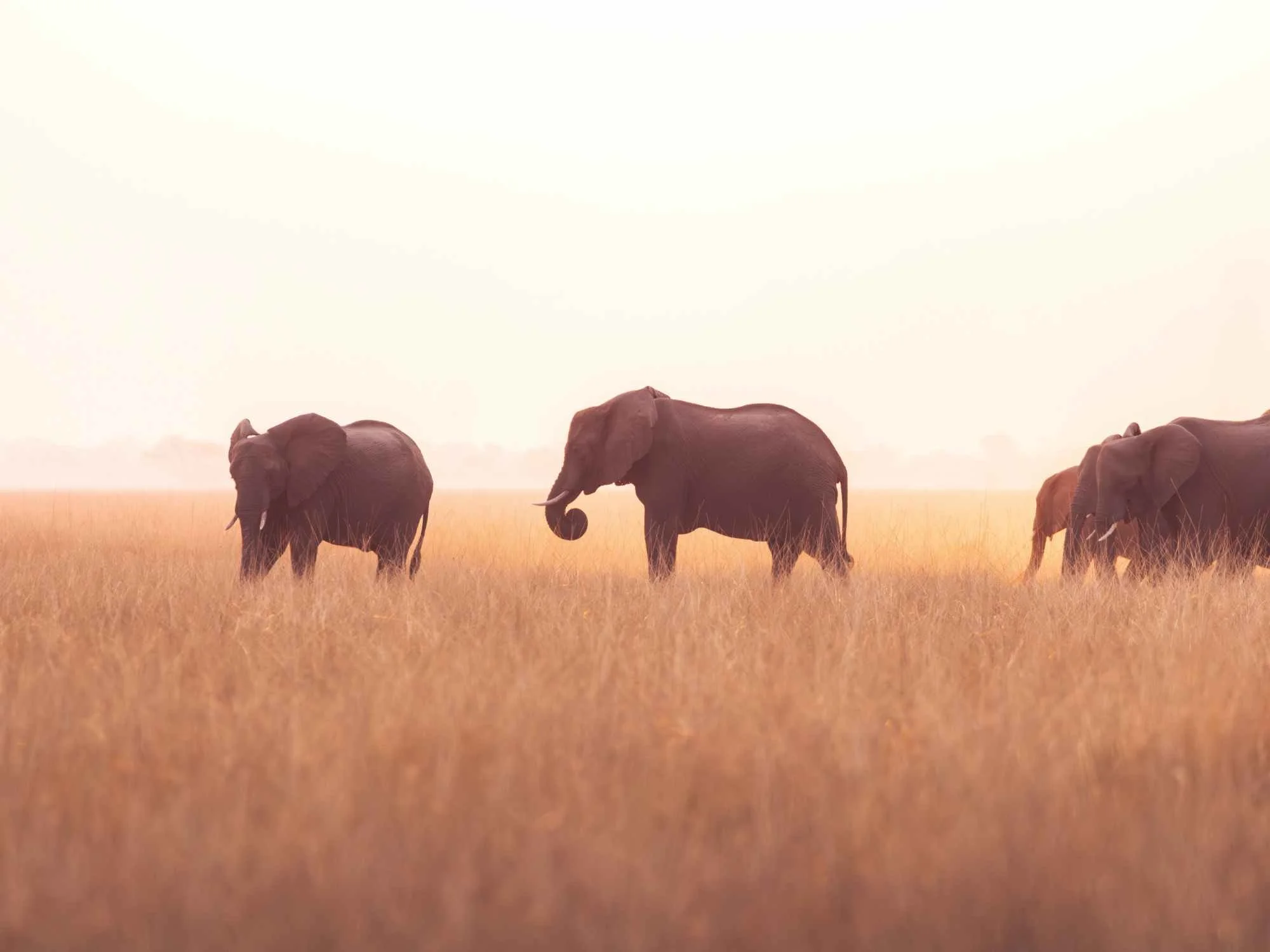 South Africa safari