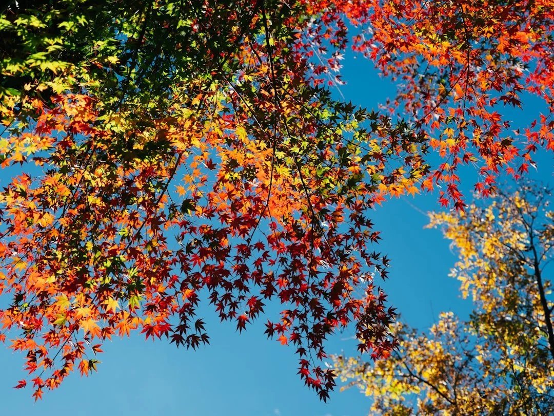 Green and red leaves against a blue sky