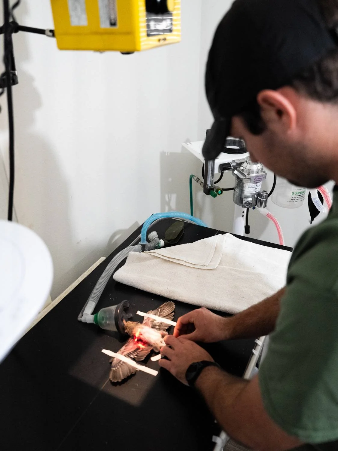 A staff member examines wildlife using clinical equipment
