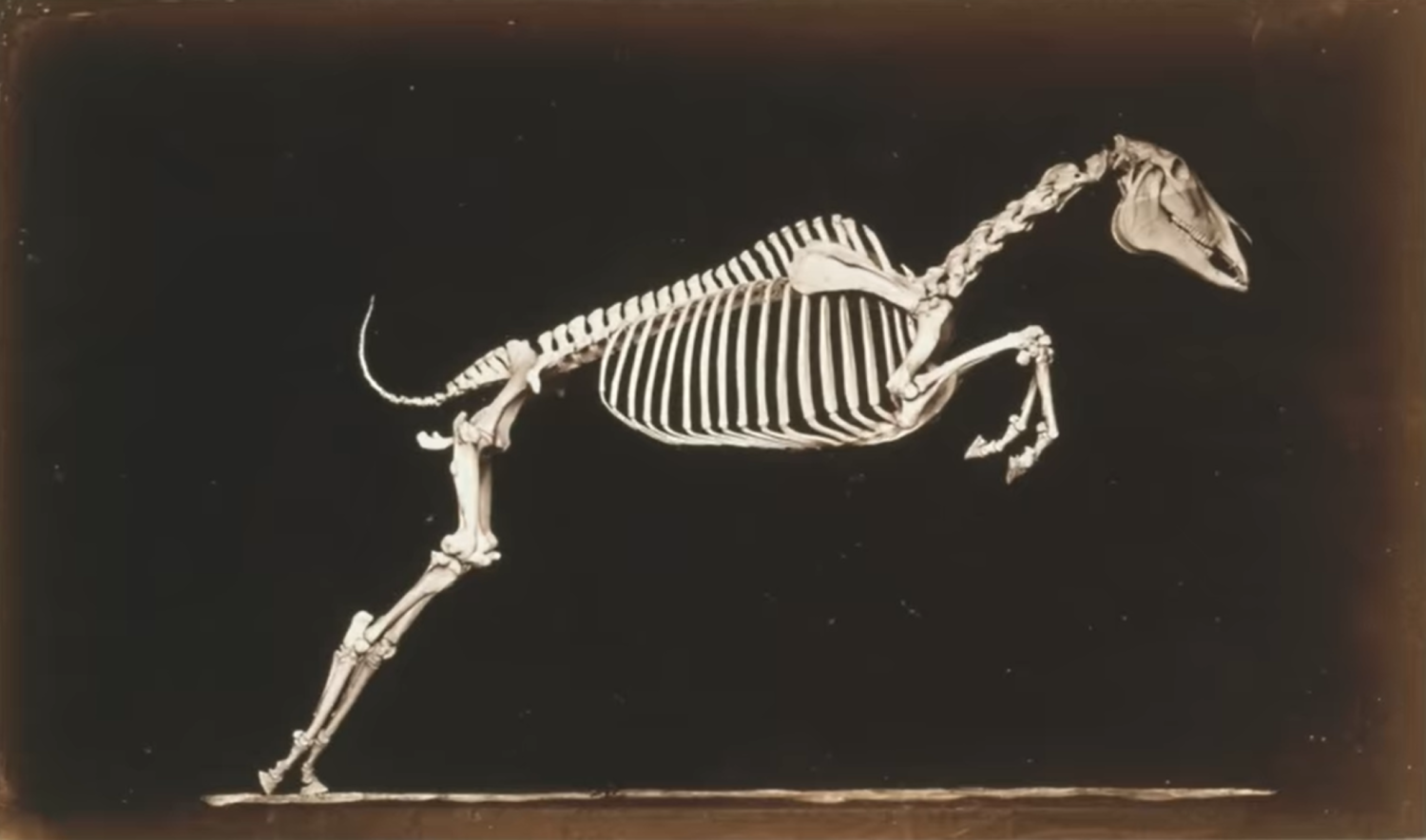 Skeleton of Horse (1881).png