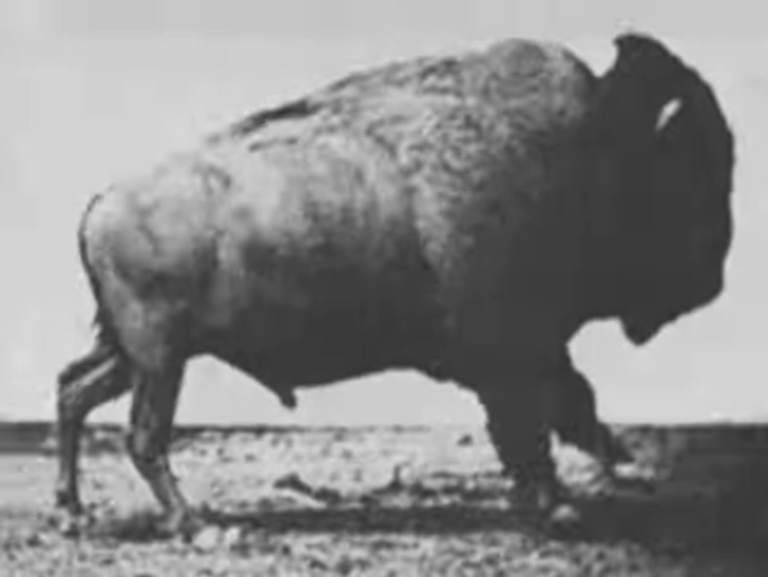 Buffalo Running (1883).png