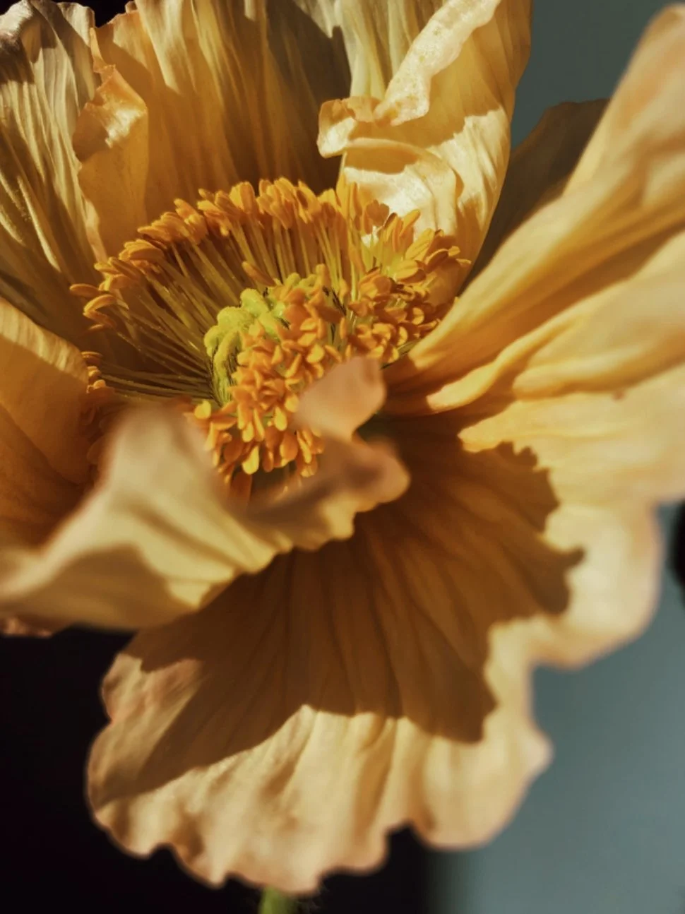Golden poppy in bloom