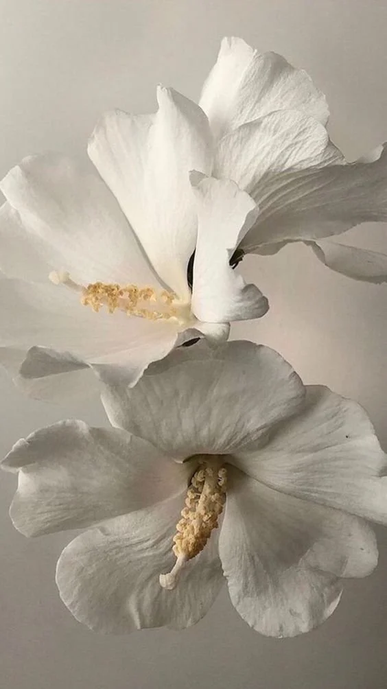 White hibiscus blooms