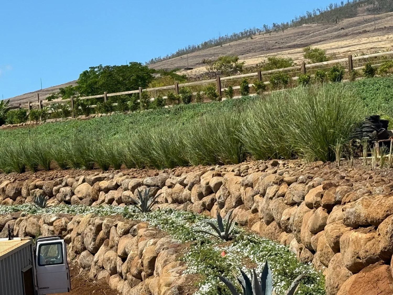 The same stone terraces after planting with ornamental grasses, agave, and groundcover