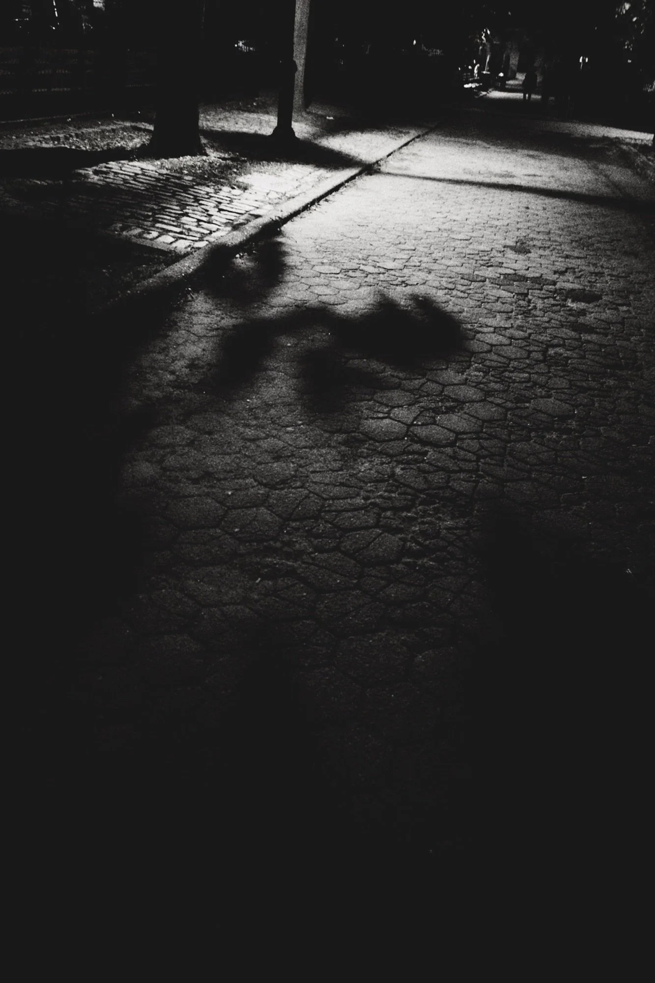 Black-and-white photograph of tree shadows crossing a paved park path