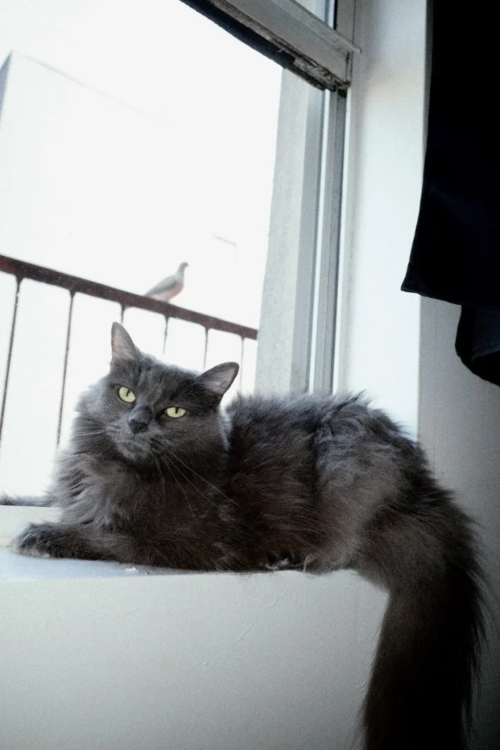 Fluffy gray cat with yellow eyes resting on a windowsill, with a pigeon blurred beyond the balcony railing