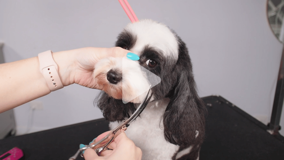 Salon & Pet Styles