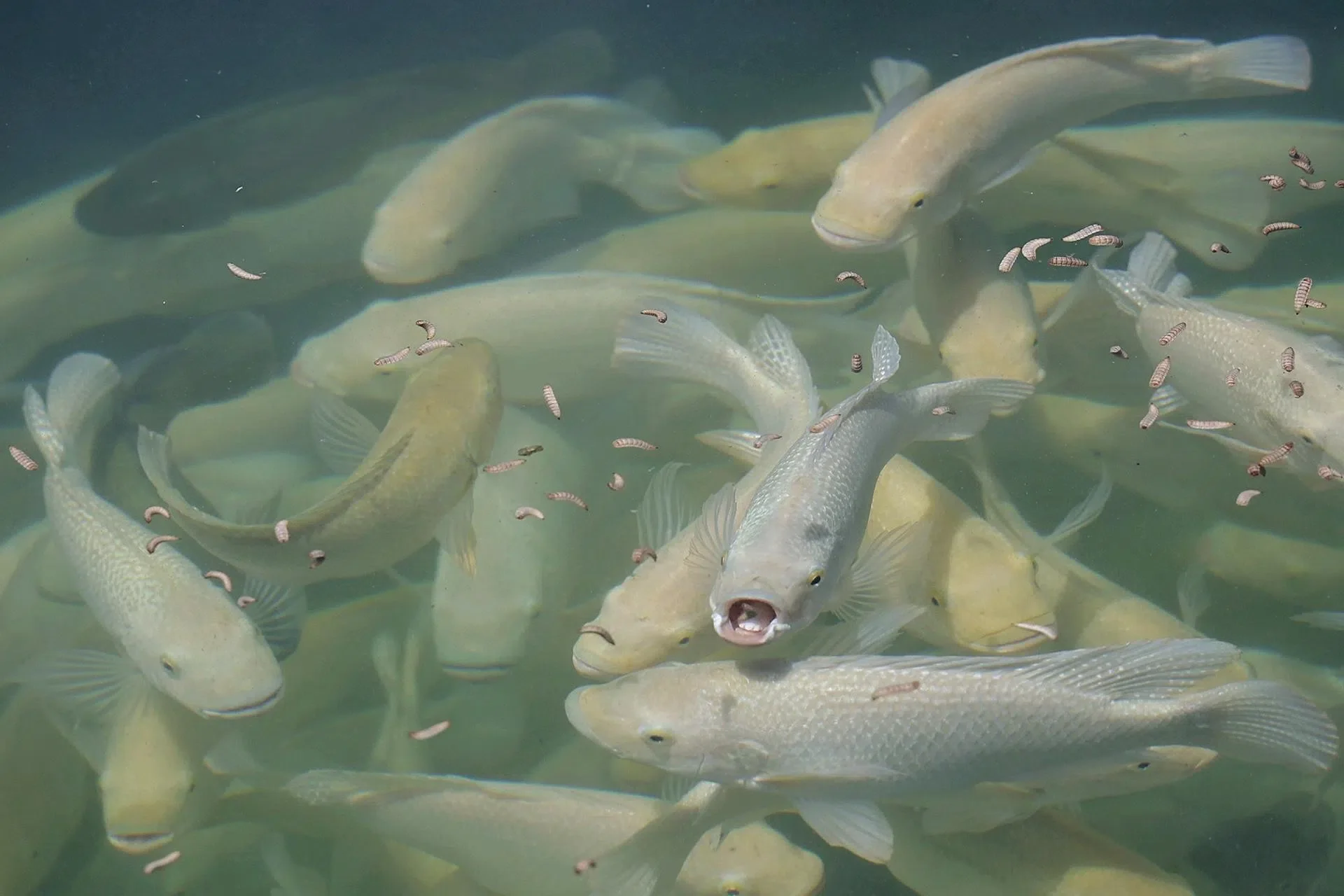 BSF-fed tilapia at Ento Industries